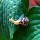 Snail on Hosta close crop